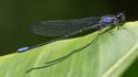 Argia ulmeca (Olmec Dancer) male-4.jpg